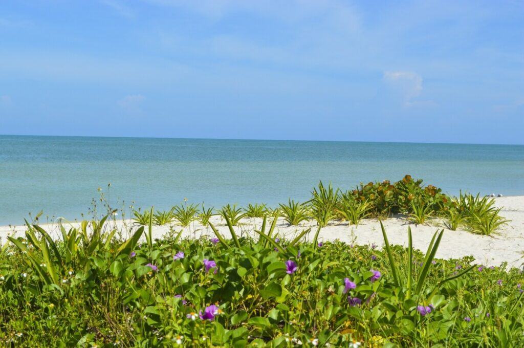 Several green plants in front of the beach.