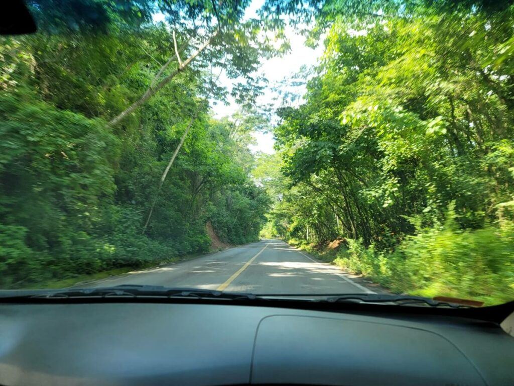 A road lined with trees as seen from inside a car.