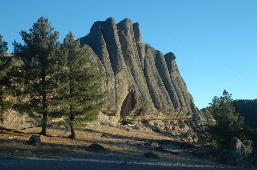 Mountains and pine trees in the Chihuahua sierra.