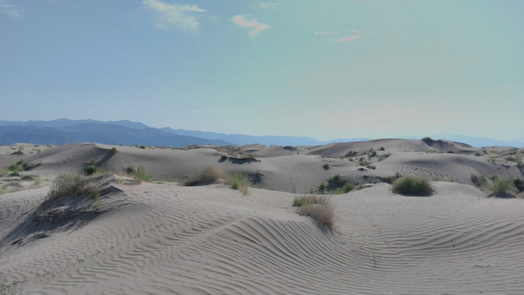 Sand dunes and a few plants in a Mexican desert.