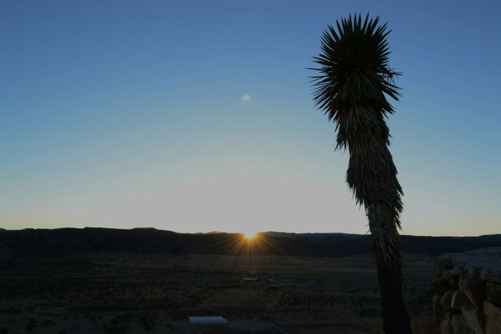 Desert sunset in Durango with a palm tree to the right.