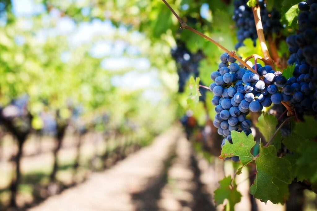 Close up of a bunch of grapes at a vineyard.