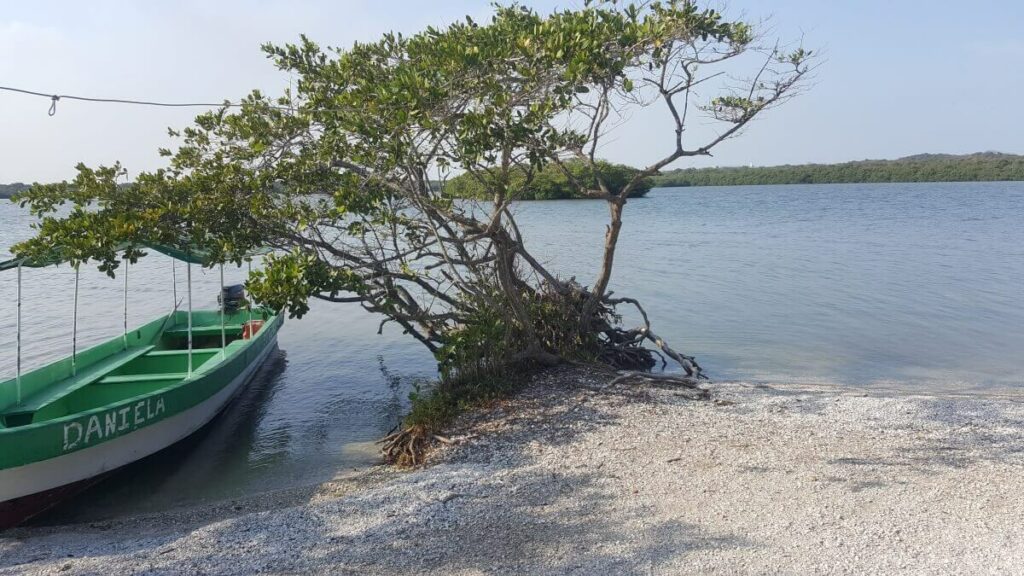 Small boat tied to a tree on an island in Veracruz.