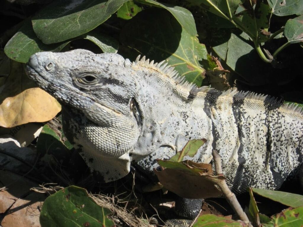 Close-up of an iguana