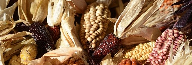 Various types of corn.