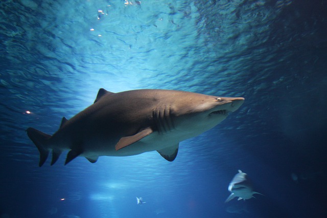 Shark swimming in the ocean.