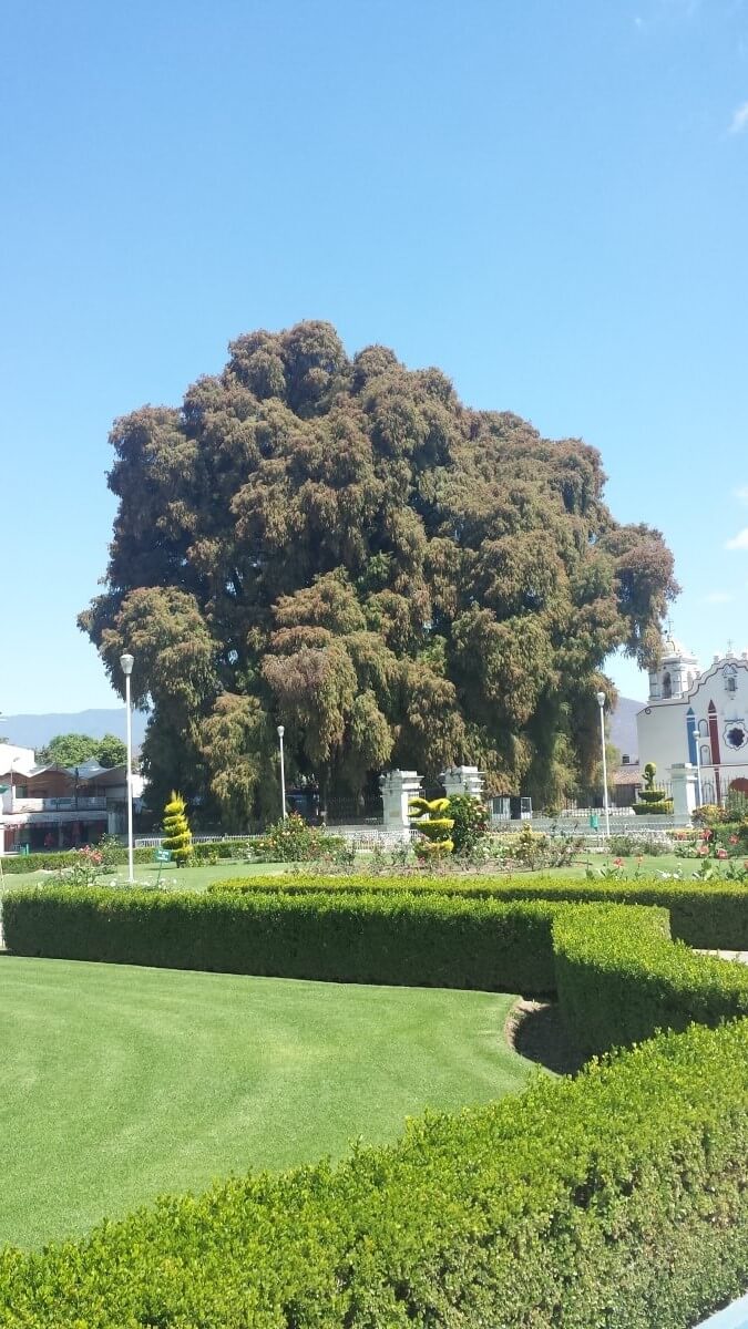 A tall tree besides a white church.