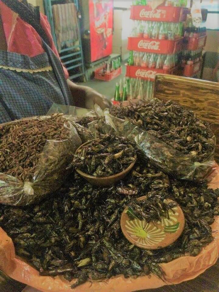 A basket full of cooked grasshoppers.