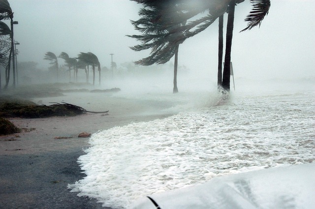 A few palm trees being battered by a hurricane.