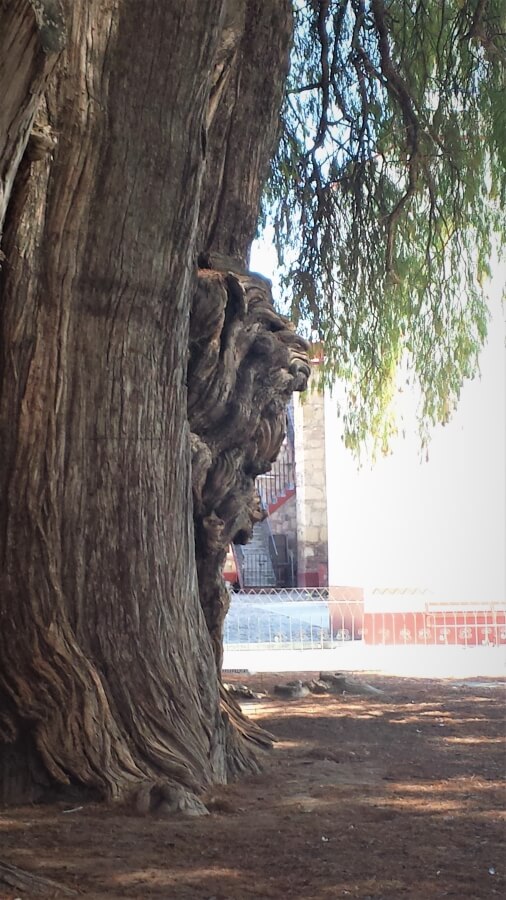 A bump in a tree trunk that resembles a lion's face.