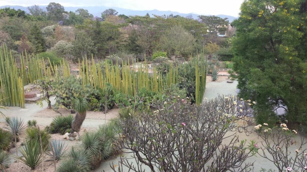 Botanical garden with various cacti and other desert plants.