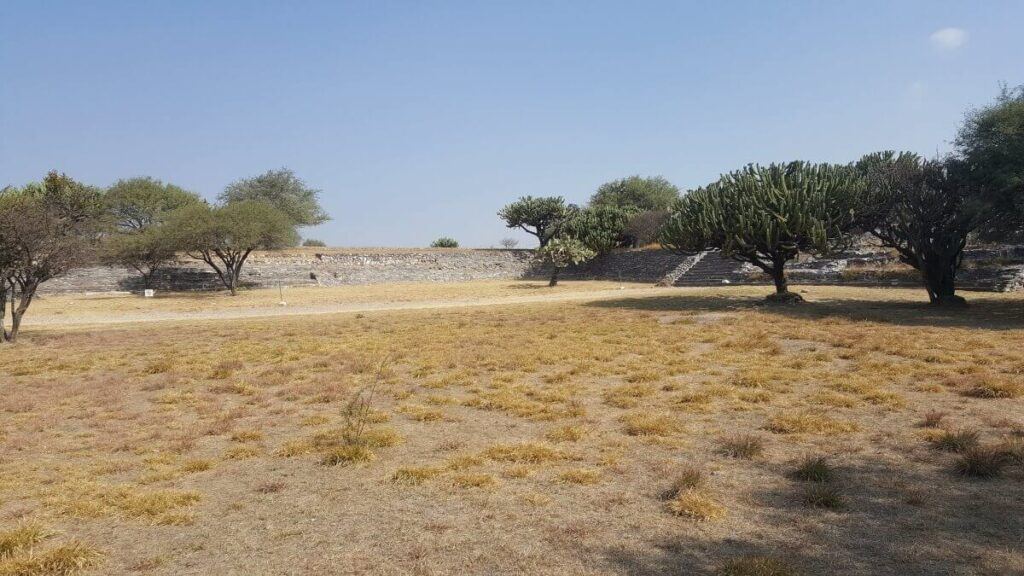 Cacti and trees at a plaza inside an archaeological site.