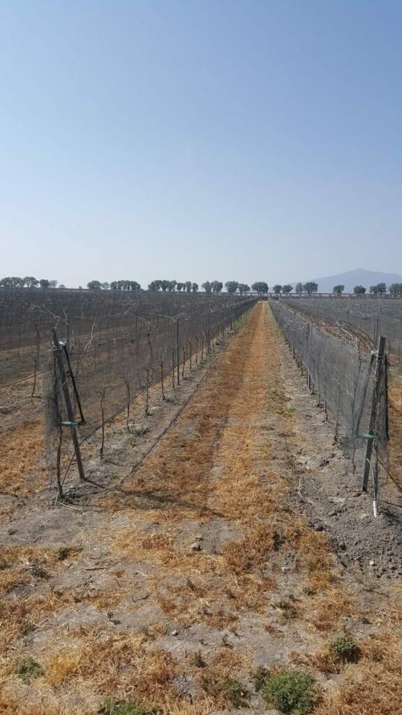 Vineyard with nets to protect the grapes.