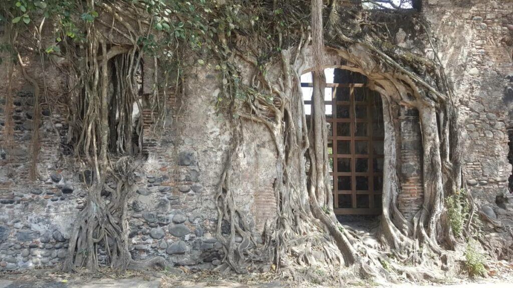 An old building with tree roots all over it.