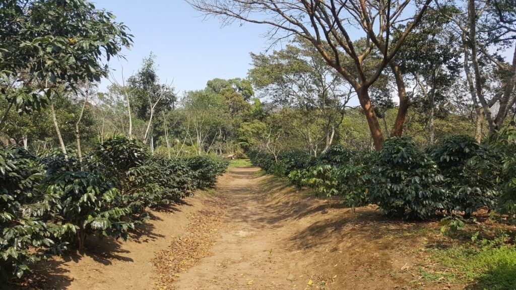 A coffee plantation.