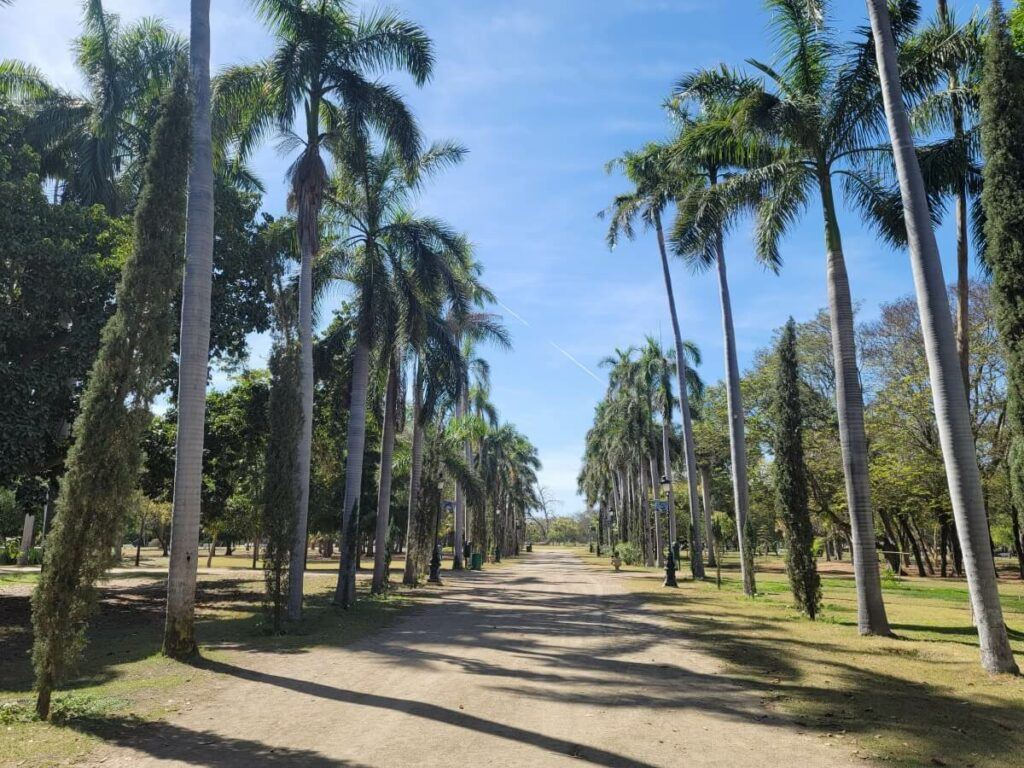 A path lined with palm trees.