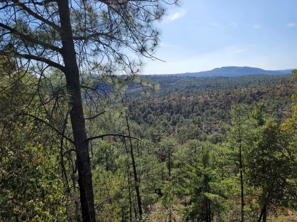 A foret full of pine trees.