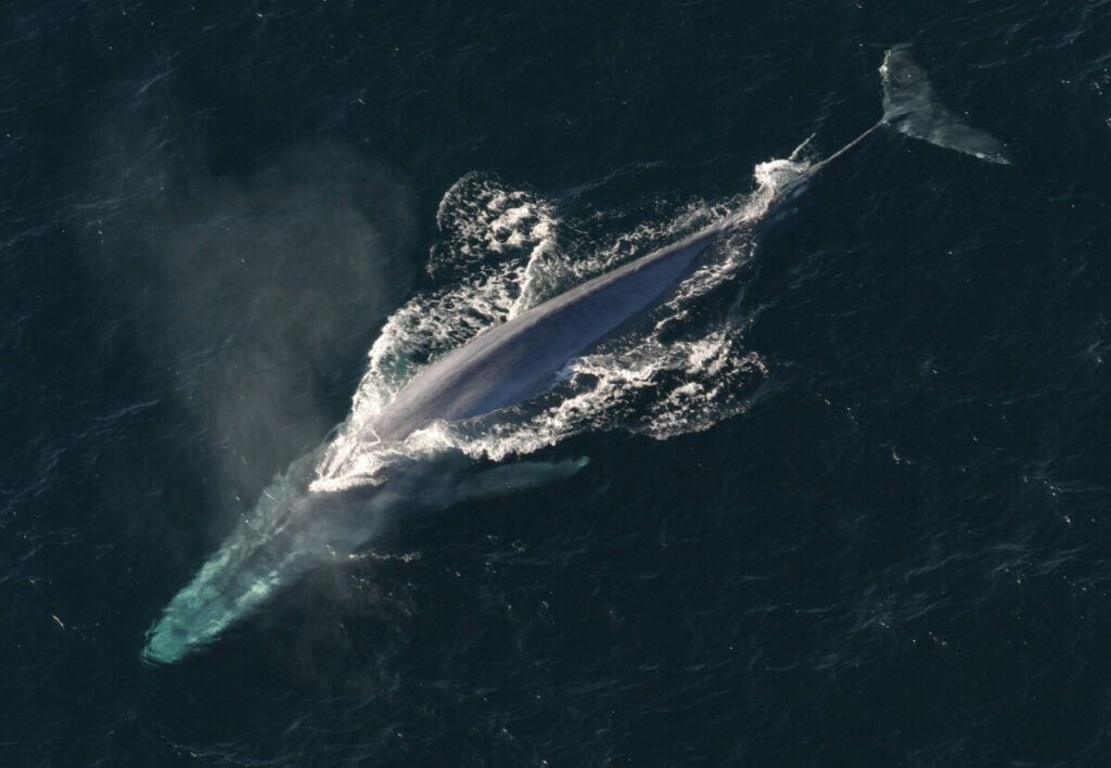 A blue whale swimming in the ocean.