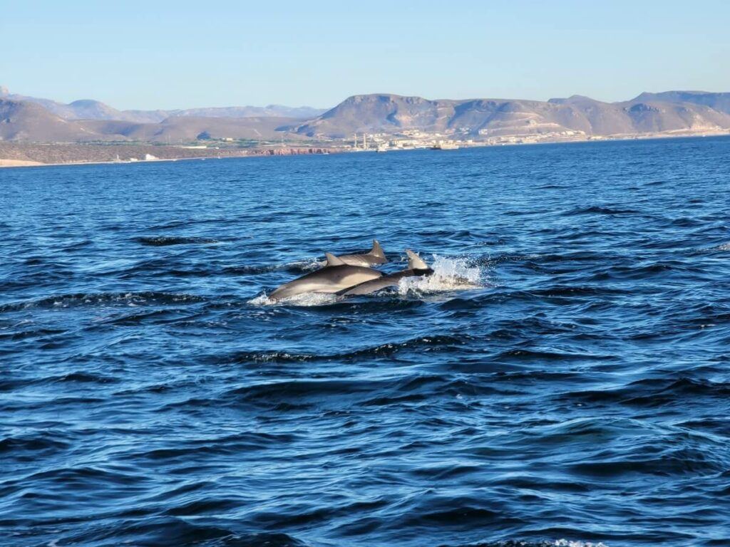 Dolphins swimming in the ocean.