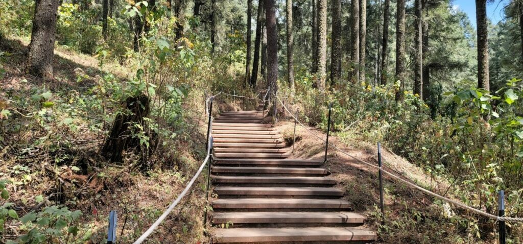 Stairs in the forest.