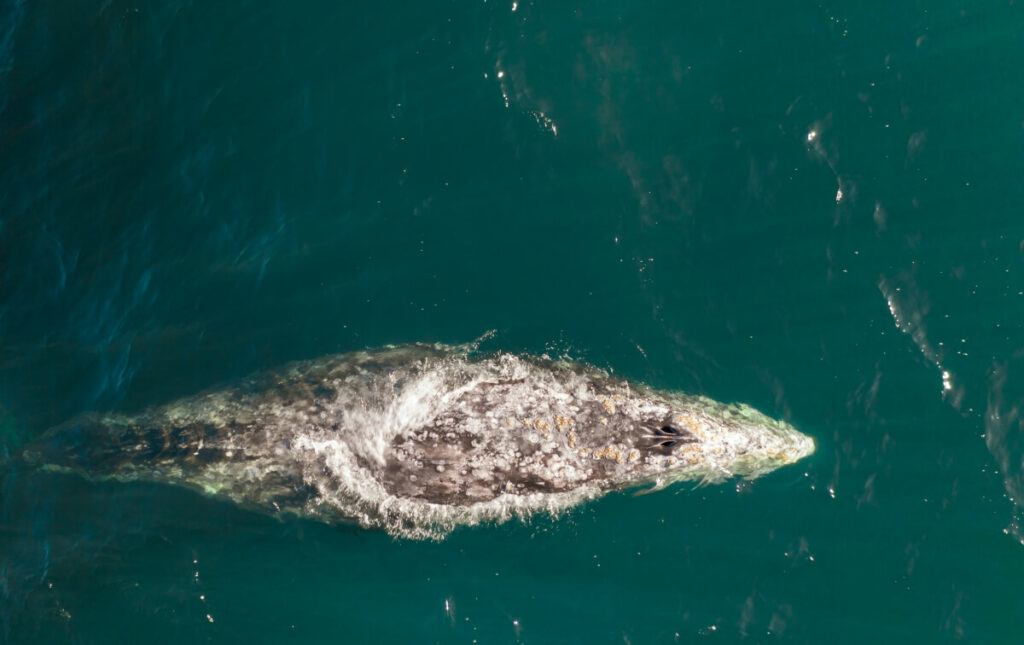 A gray whale swimming in the ocean.