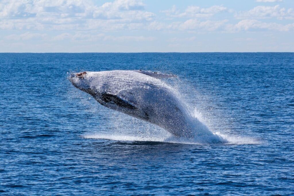 A humpback whale jumping out of the water.