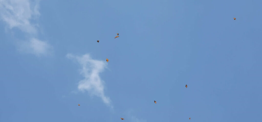 Monarch butterflies flying.