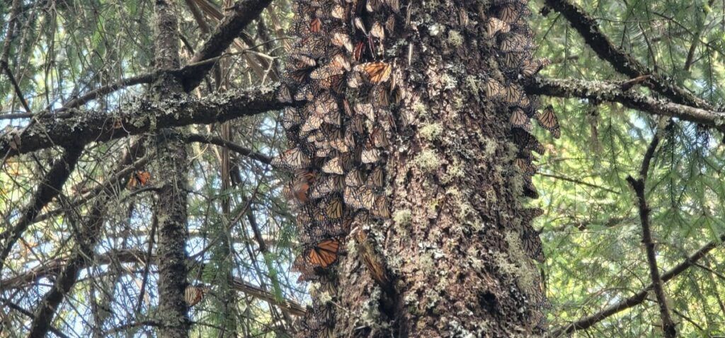 Lots of monarch butterflies on a tree trunk.