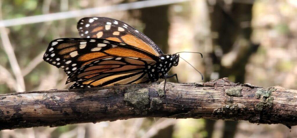 A monarch butterfly standing on a stick.