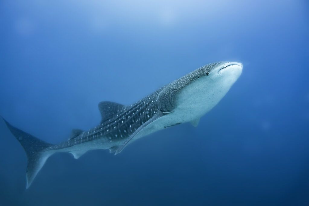 A shark whale swimming in the ocean.