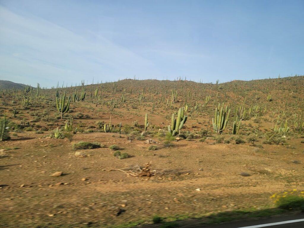 Cacti in the desert.