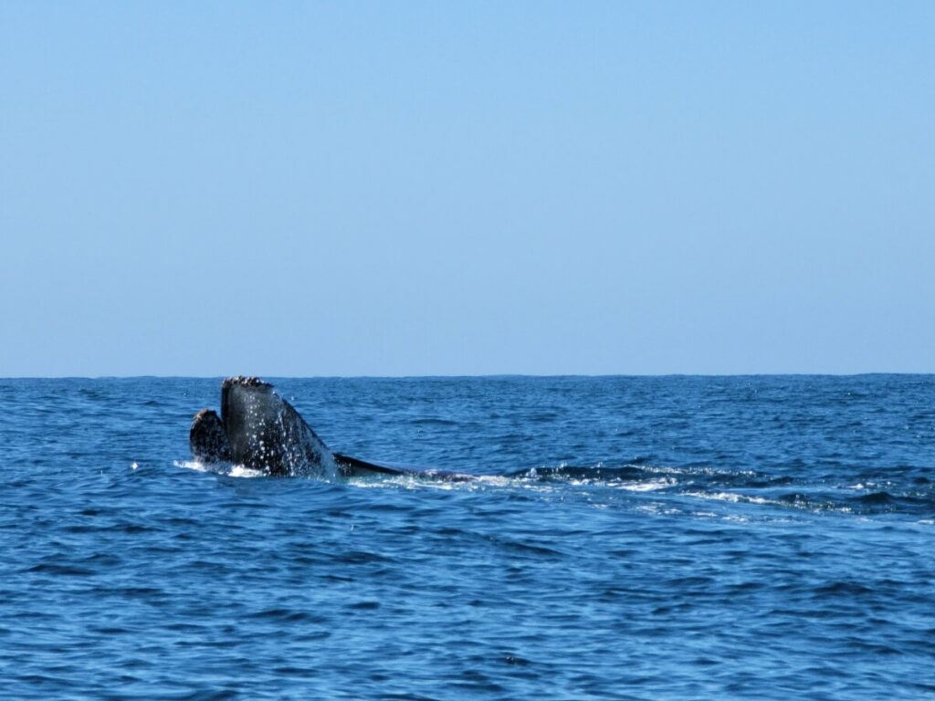 A whale jumping out of the water to breathe.
